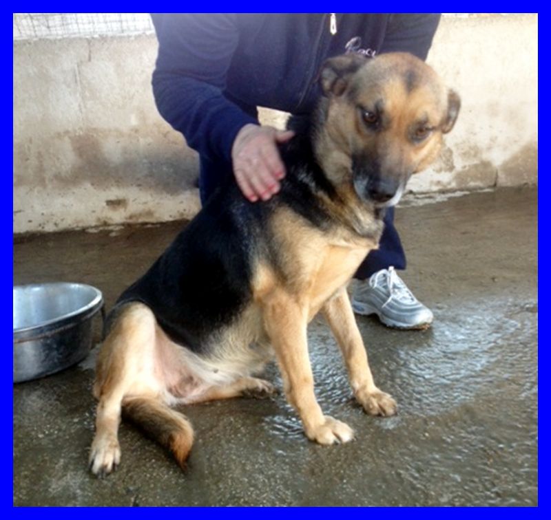 FIORELLA cagnolina dolce e remissiva