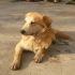 ARTU incrocio golden retriver trovato per strada