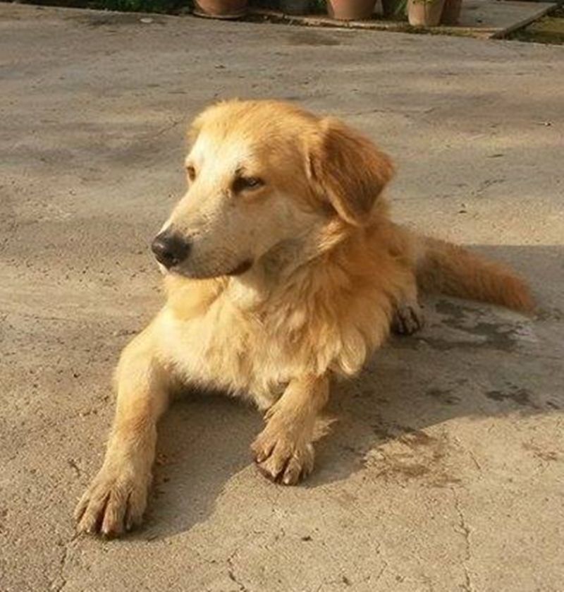 ARTU incrocio golden retriver trovato per strada