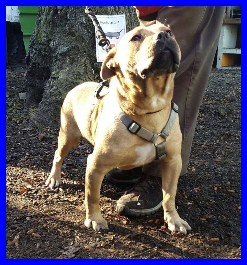 BRAD pitbullino 4 anni iperaffettuoso e buonissimo