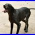 BLACKY bracco affettuosissimo non ne può più del canile