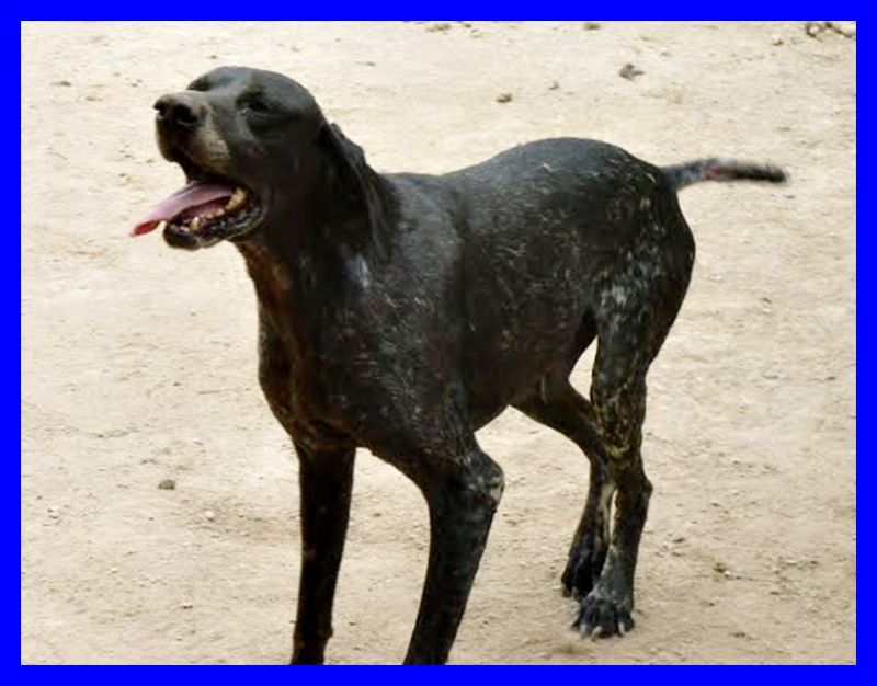 BLACKY bracco affettuosissimo non ne può più del canile