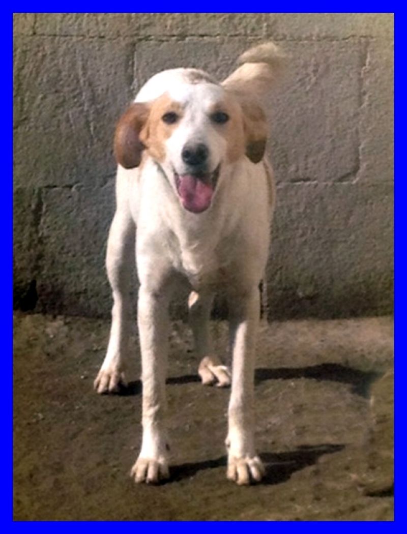 GIOELE ha 2 anni ed è in canile da quando aveva 2 mesi