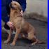 ZUCCHERO tenerissimo cagnolino di  anni cresciuto in canile