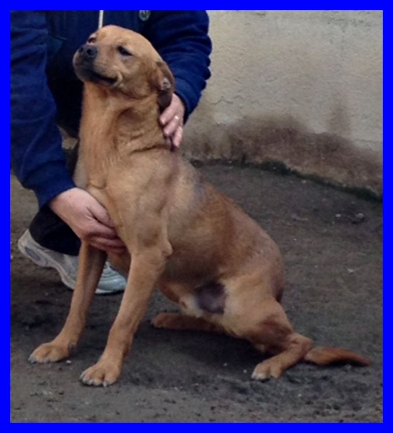 ZUCCHERO tenerissimo cagnolino di anni cresciuto in canile