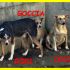 GOCCIA COCCA RORI erano dei cuccioli nessuno ancora li vuole