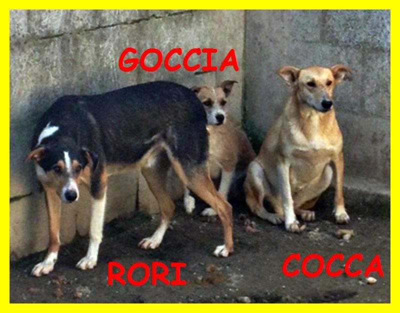 GOCCIA COCCA RORI erano dei cuccioli nessuno ancora li vuole