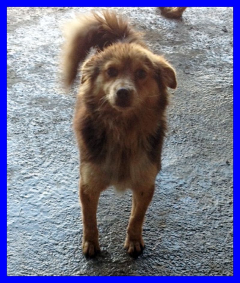 adottato CIUG volpinetto tenerissimo 3 anni meno di 10 kg