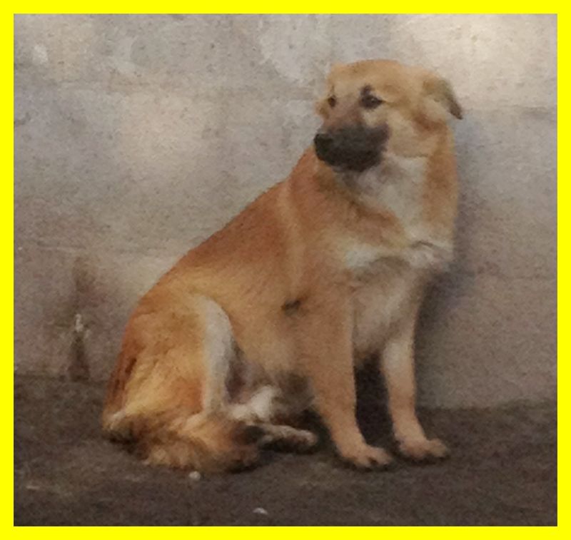 OLIVER BELLISSIMO CUCCIOLONE SPAVENTATO ADOZIONE D'AMORE