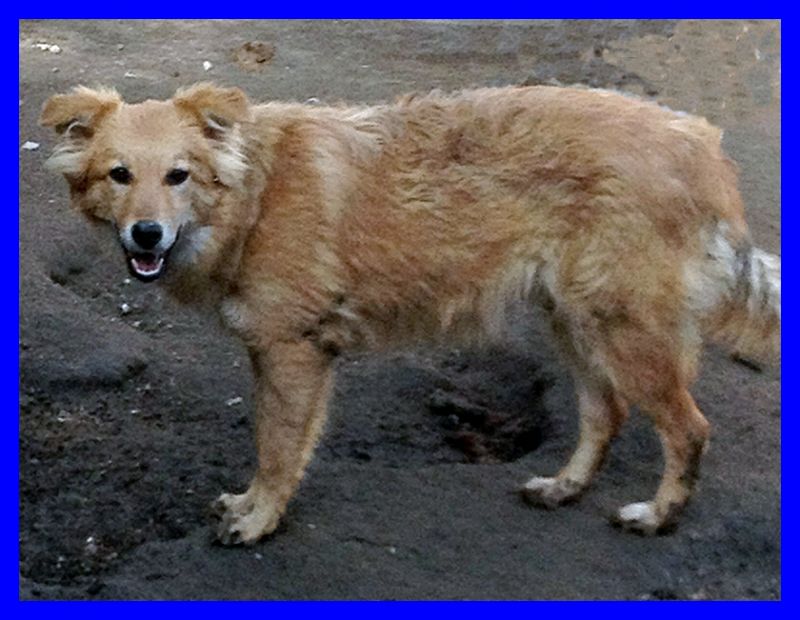ALLEGRIA cucciolona 1 anno mix golde retriver