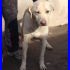 NAPOLEONE 3 anni mix labrador dolcissimo
