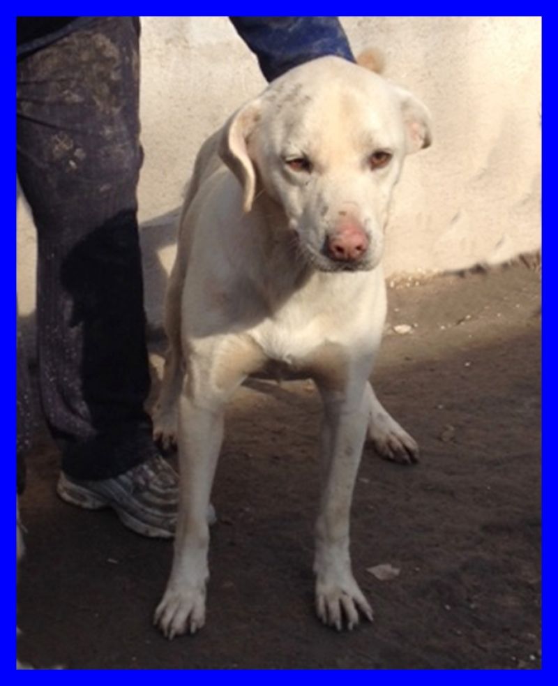 NAPOLEONE 3 anni mix labrador dolcissimo