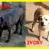 EBONY E IVORY tg piccola catturate insieme hanno un passato di abbandono