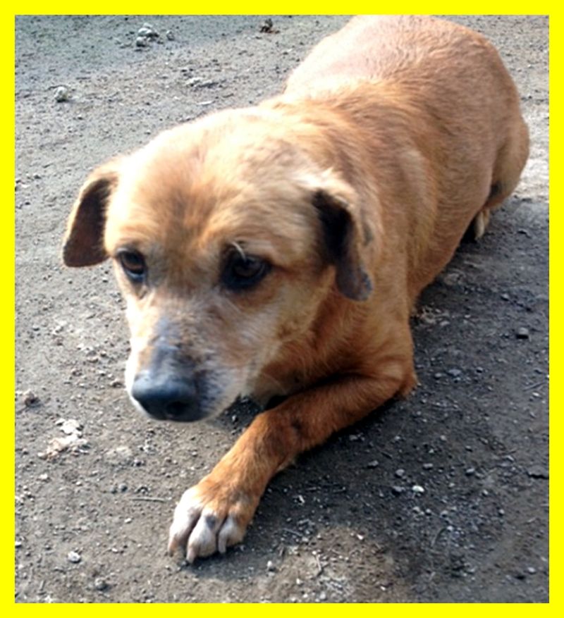 VOLATA IRINA tg piccola muore la padrona e per lei c'è solo il cani