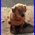 PEPPER dolce cagnolino tg piccola