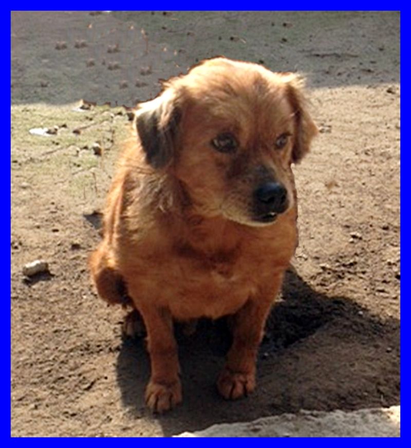 PEPPER dolce cagnolino tg piccola