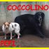PEPI E COCCOLINO aiutateci sono 2 anime sgomente leggete