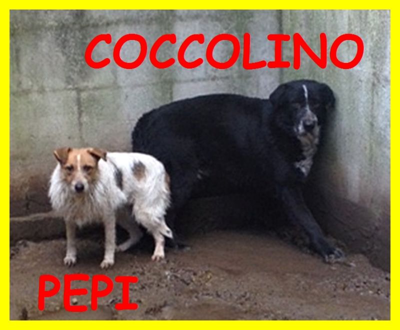 PEPI E COCCOLINO aiutateci sono 2 anime sgomente leggete