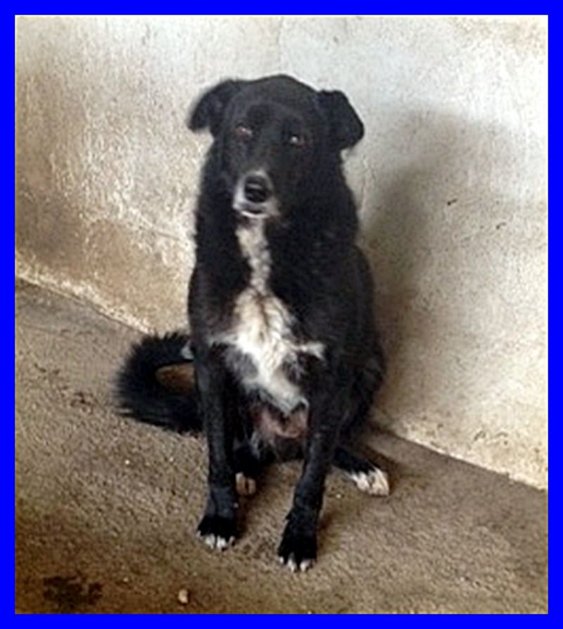 FUMO 5 anni in canile fin da cucciolo mai visto il mondo fuo