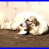 PATTY cucciolona impaurita 8 mesi mix golden