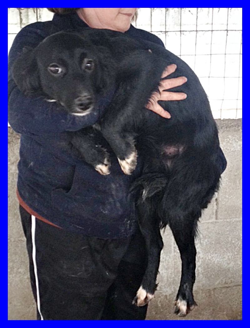 MUSA cucciolona 1 anno mix setterina tg mediopiccola