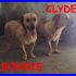 BONNY E CLYDE mix bassottini mamma e figlio abbandonati