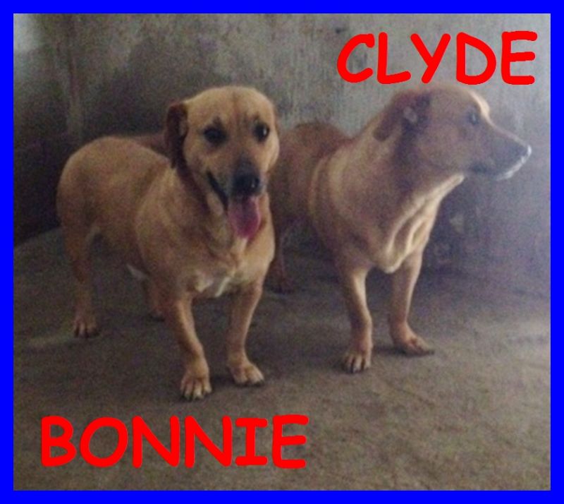 BONNY E CLYDE mix bassottini mamma e figlio abbandonati