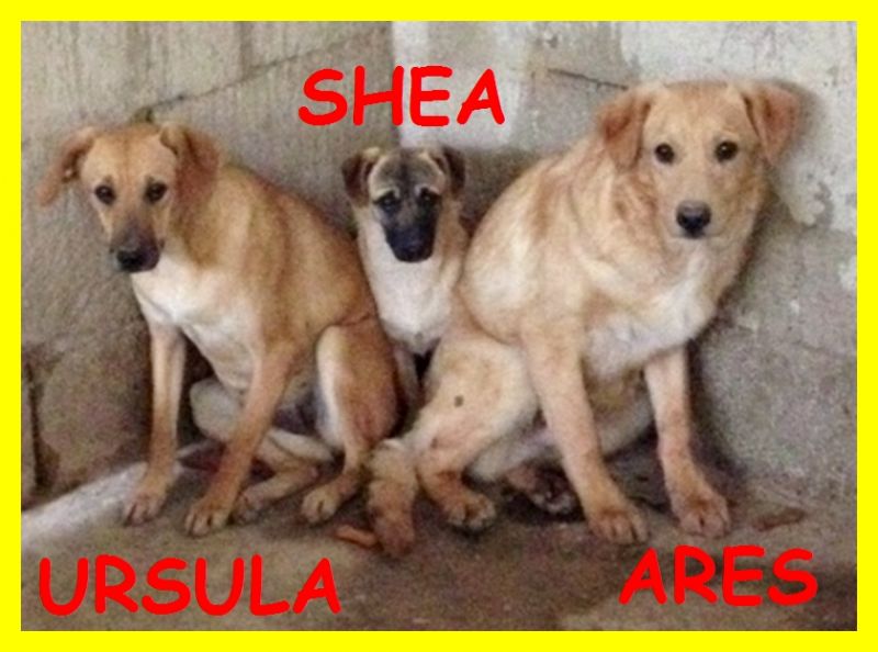 volatiURSULA SHEA E ARES cuccioloni 10 mesi si proteggono a vicenda