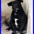 volatoCHARLOT simpatico cagnolino tg media 2 anni