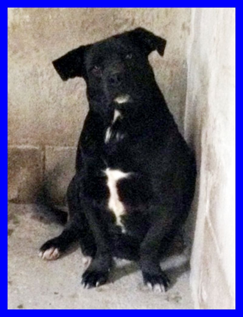 volatoCHARLOT simpatico cagnolino tg media 2 anni