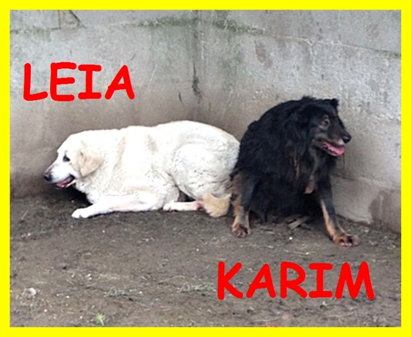 ADOTTATI LEIA E KARIM ADOZIONE DEL CUORE PER DUE ANIME DIMENTICATE