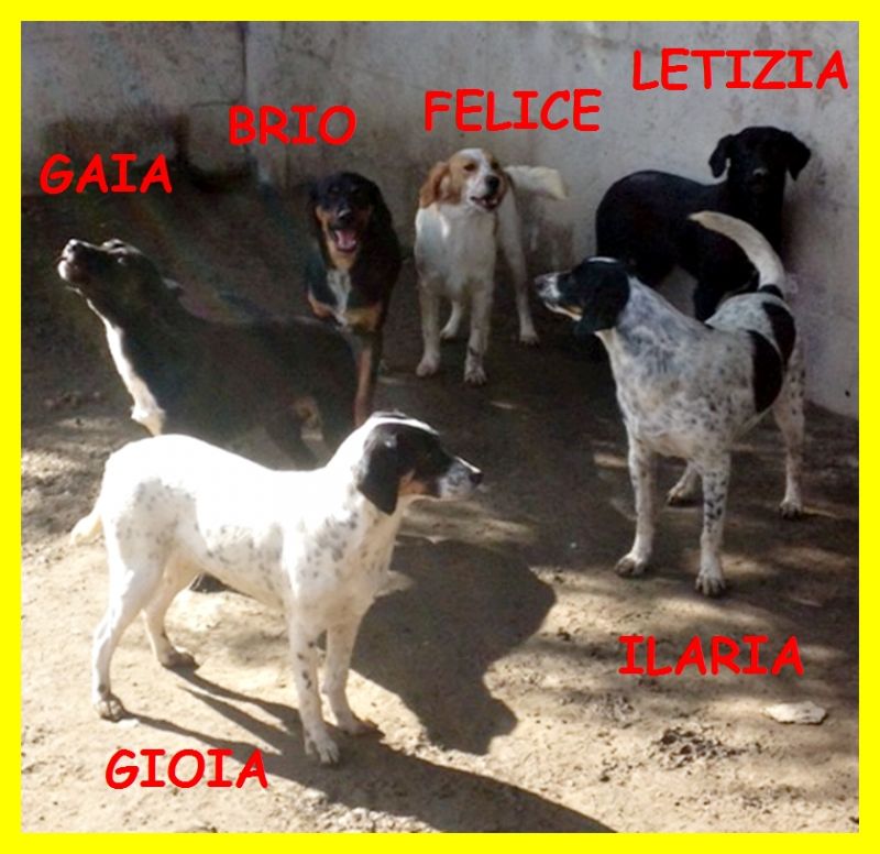 CUCCIOLONI 1 anno bellissimi tg mediocontenuta