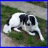 adottatoPIPPETTO mix border collie entra in canile