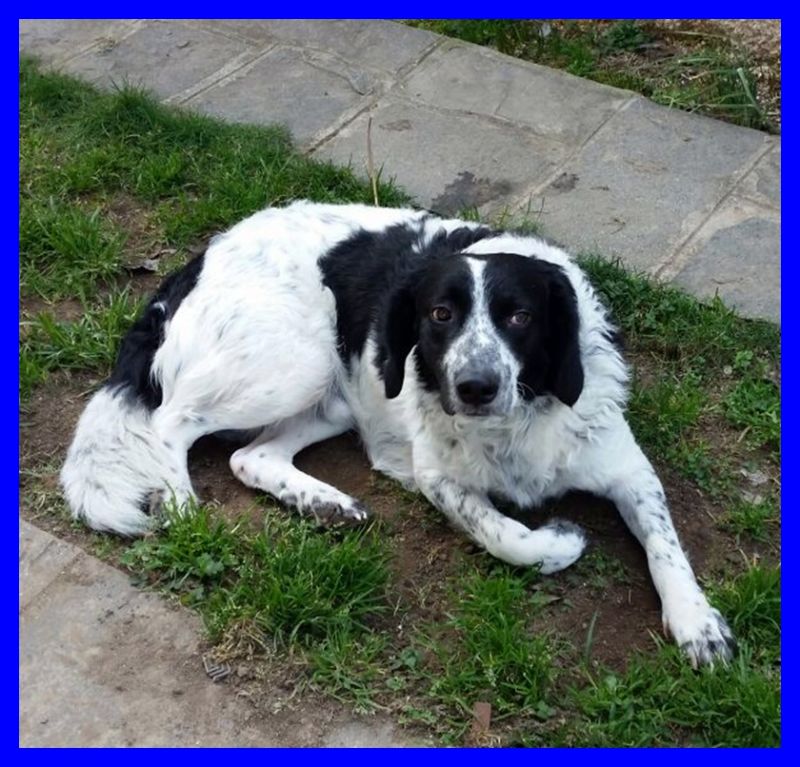 adottatoPIPPETTO mix border collie entra in canile