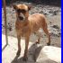 ALMA cagnolona tenera tranquilla e dolce