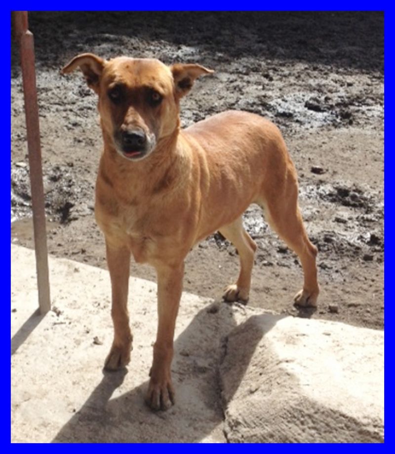 ALMA cagnolona tenera tranquilla e dolce