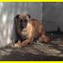LINDA bella cagnolina terrorizzata adozione d'amore