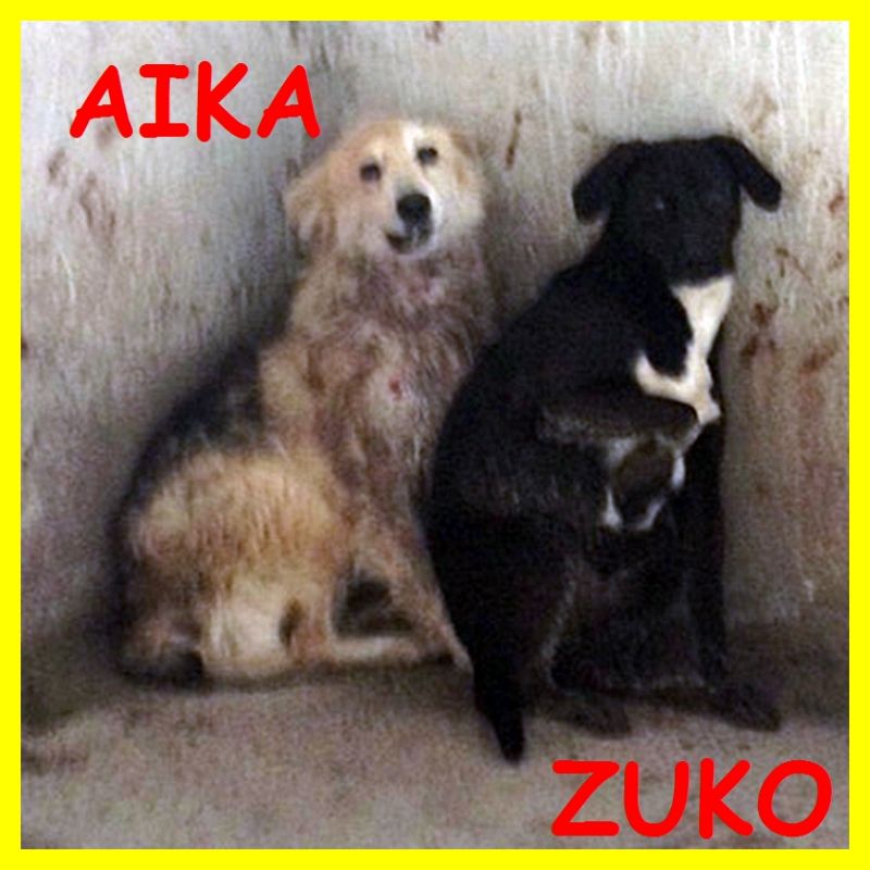 AIKA E ZUKO madre e figlio traumatizzati urgentissimo