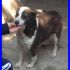 FATA cagnolina speciale ma nessuno mai si è accorto di lei