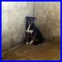ARON 3 anni in canile fin da cucciolo