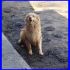 MARIANNA mix golden dolcissima 10anni in canile da tutta la