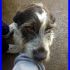 BISCOTTO mix spinone setter infinitamente dolce affamato di coccole