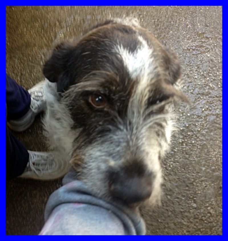 BISCOTTO mix spinone setter infinitamente dolce affamato di coccole