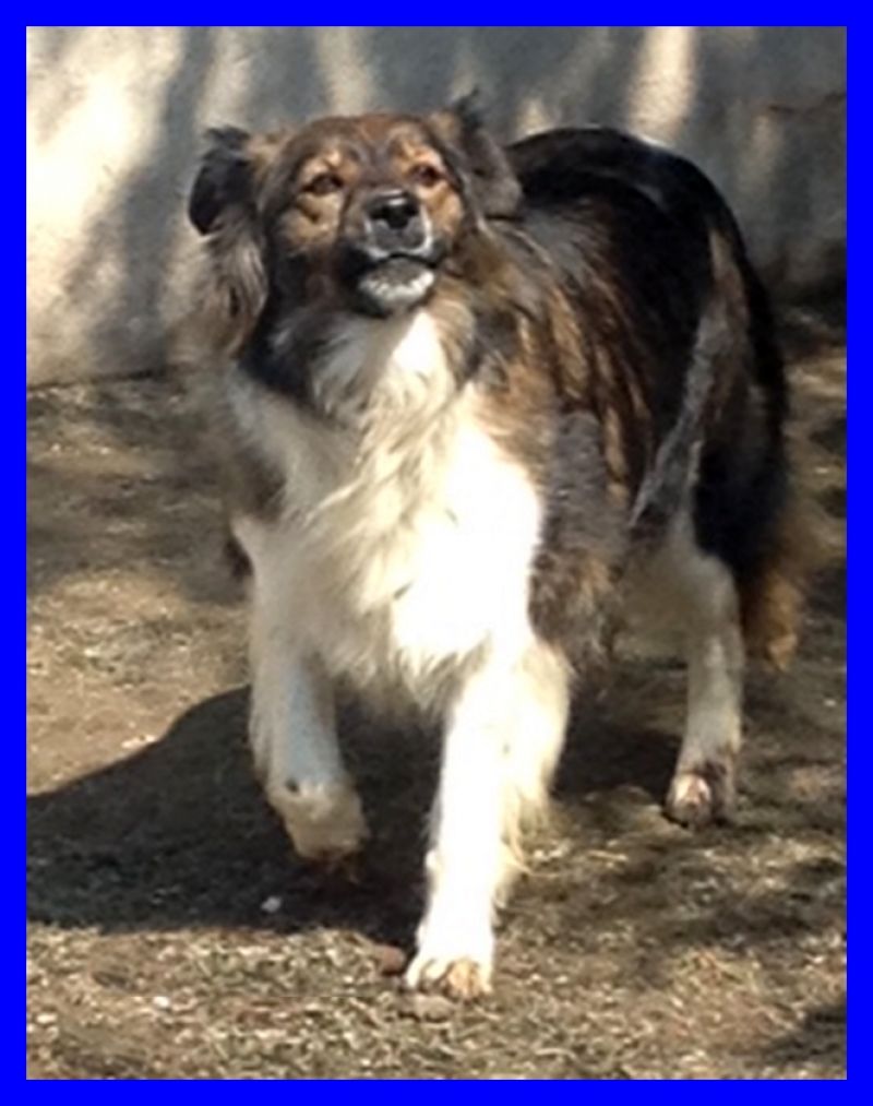 LEONORA stupenda volpinotta 5 anni