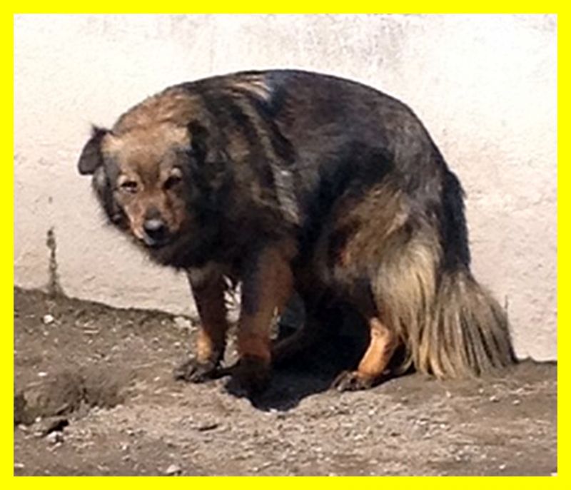 ZOE volpinotta adozione d'amore è terrorizzata