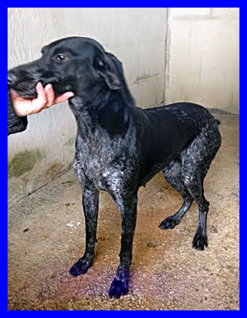 adottata MIETTA affettuosissima brachetta carattere fantastico