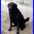 ACHILLE splendido mix labrador buonissimo da adottare subito