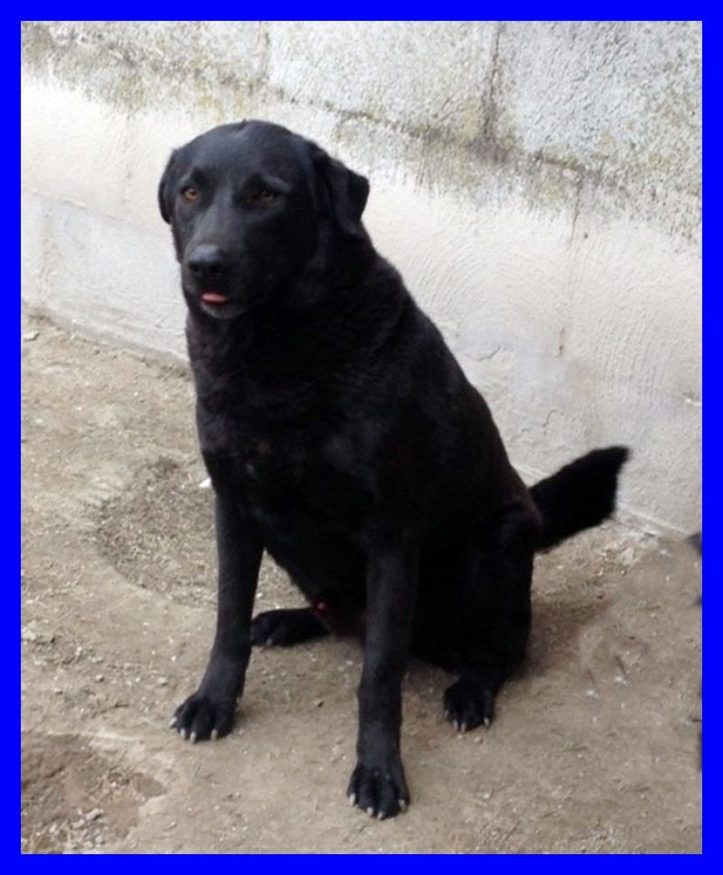 ACHILLE splendido mix labrador buonissimo da adottare subito