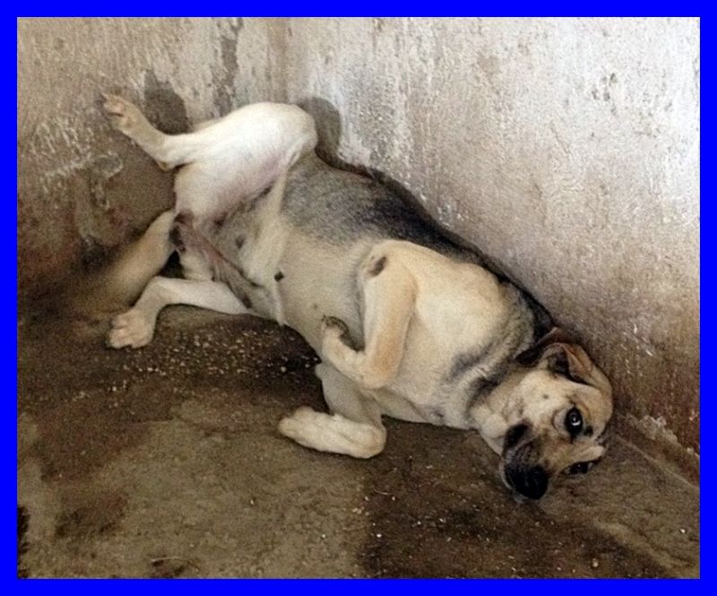 PACIOCCA 20 kg di bontà e tenerezza 4 anni