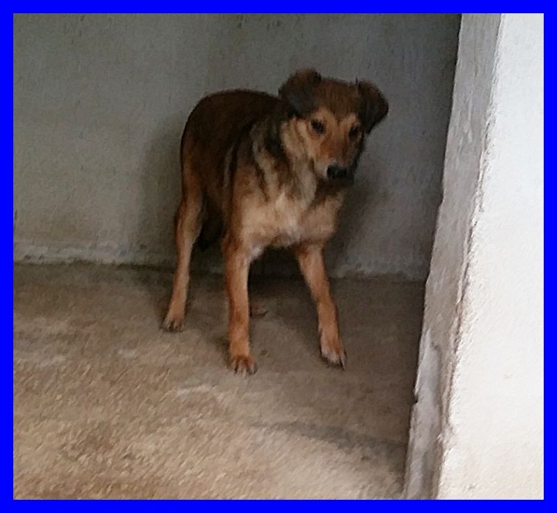 MARINA cucciolona 1 anno tg medio piccola